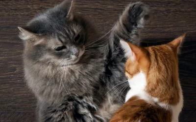 Lilli und Eddie – Zwistigkeiten zweier Katzen