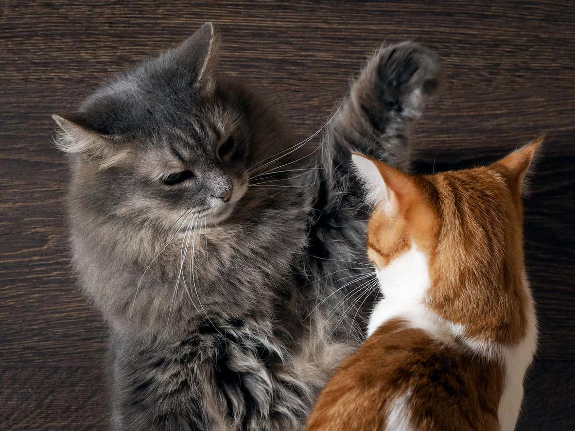 Streit zwischen Katzen läßt sich mit Tierkommunikation schlichten