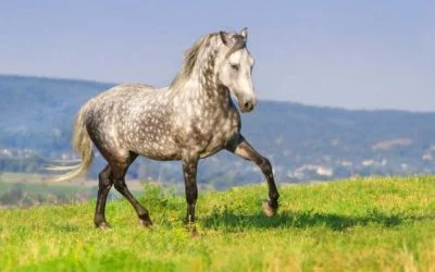 Stress beim Pferd – Tiergespräch mit Wallach Allegro