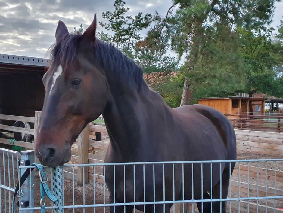 San Phillipo, Pferd mit Husten