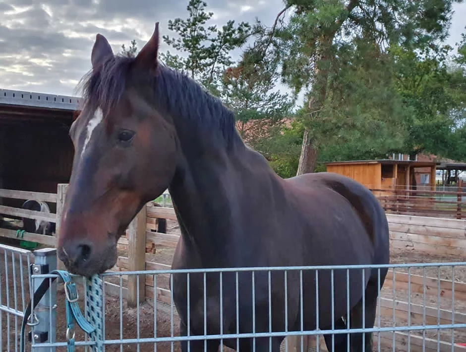 San Phillipo, Pferd mit Therapieblockade