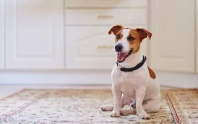 Carly – Jack Russell Terrier ist krank und wesensverändert