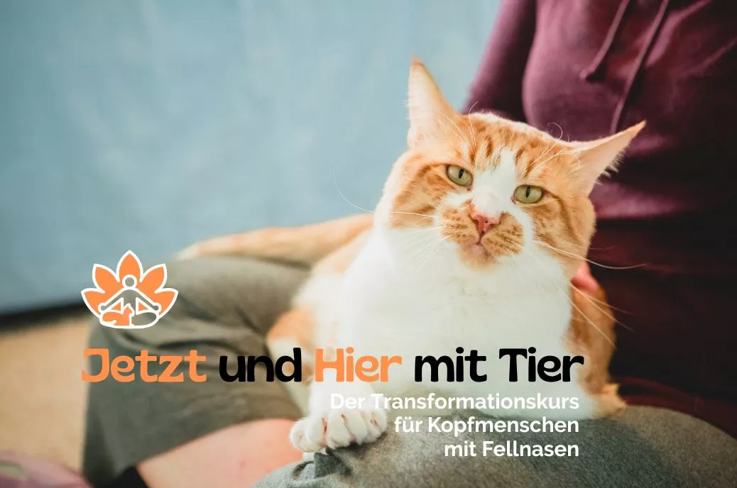 Transformationskurs 2