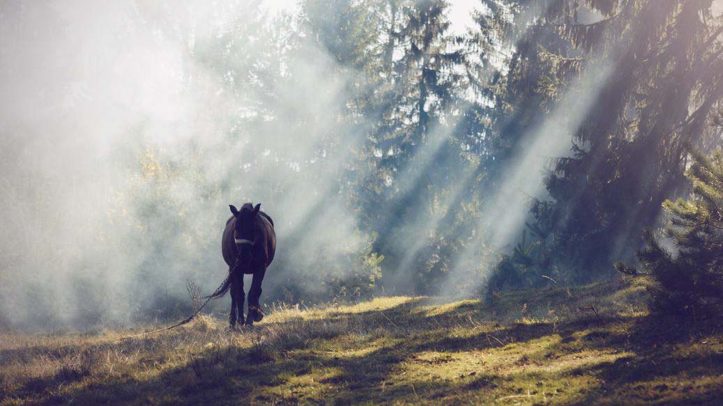 🐎 Wenn dein Tier dich erweckt: Der spirituelle Weg in der Tier-Mensch-Beziehung