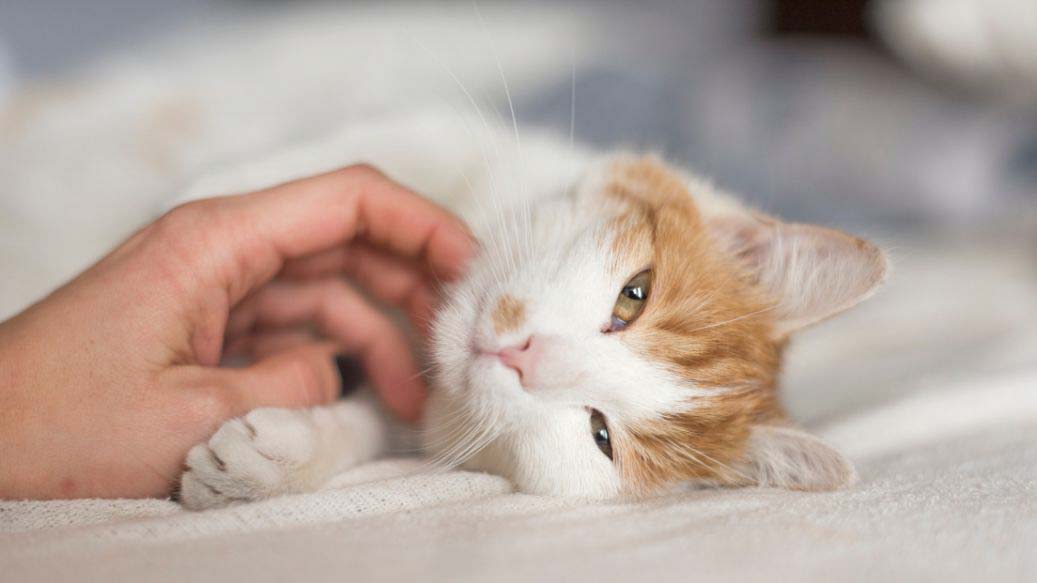 🐾 Warum dein Tier dich erst hören kann, wenn du zur Ruhe kommst