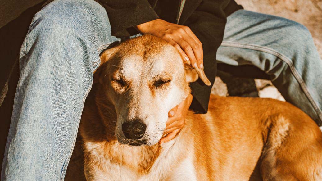 Tiergerechte Mini-Rituale für maximale Nähe – so stärkst du die Verbindung zu deinem Tier