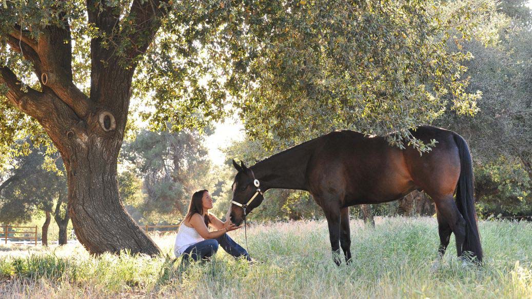 💫 Die Rolle der Intuition im Alltag mit Tieren