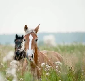 Pferde-im-hohen-Gras-300x286 Minikurs Alphatiere 7