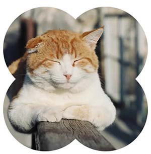 Tom Tierisch verbunden 9